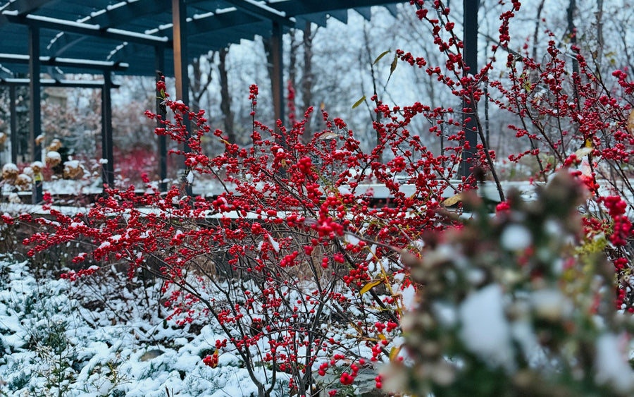 Pergola en hiver : comment la protéger et en profiter